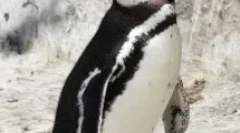 Pinguini - păsări uimitoare subacvatice